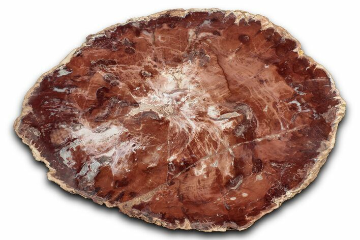 Polished Petrified Wood (Araucaria) Round - Madagascar #344685